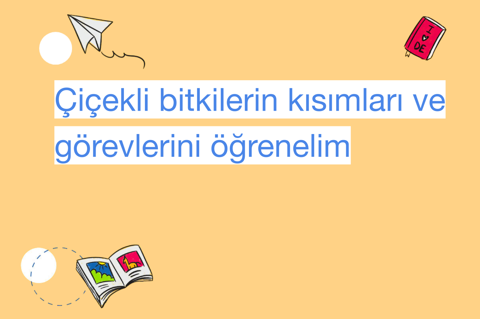 Çiçekli bitkilerin kısımları ve görevlerini öğrenelim