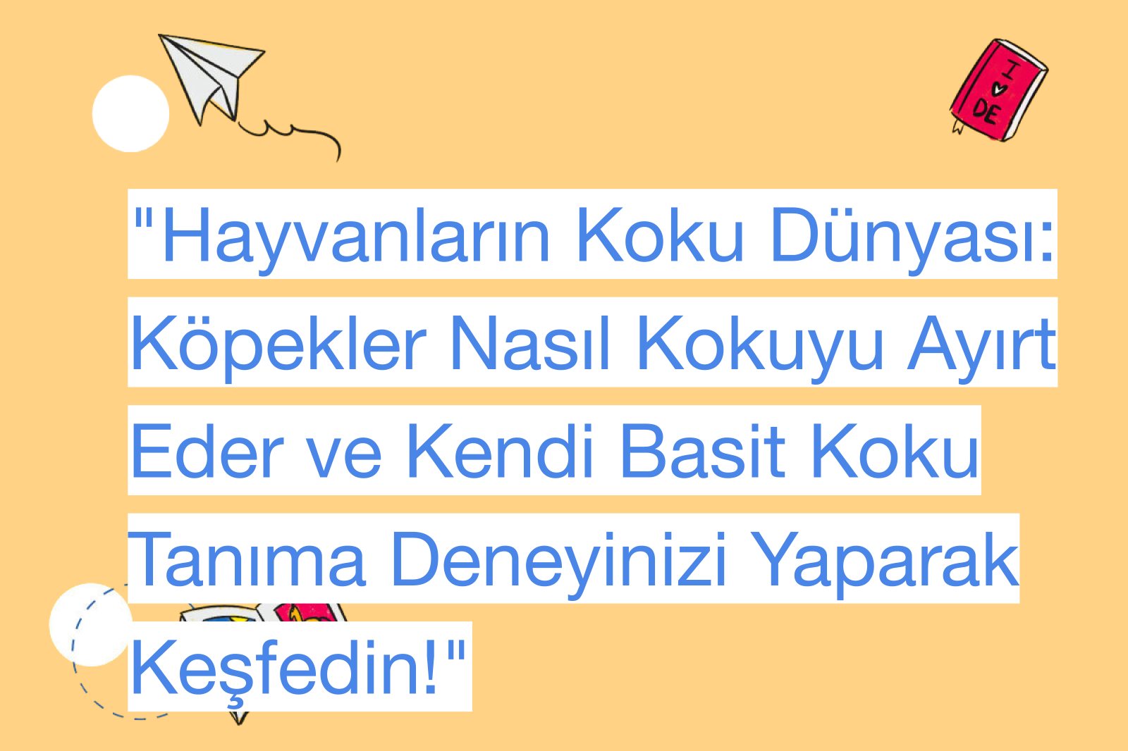 "Hayvanların Koku Dünyası: Köpekler Nasıl Kokuyu Ayırt Eder ve Kendi Basit Koku Tanıma Deneyinizi Yaparak Keşfedin!"