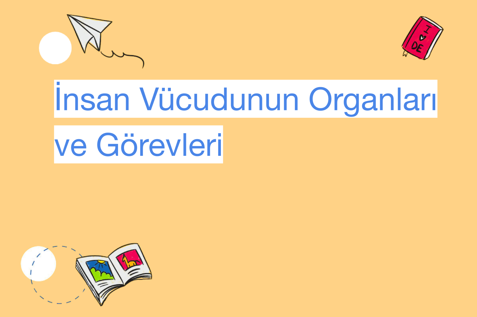 İnsan Vücudunun Organları ve Görevleri